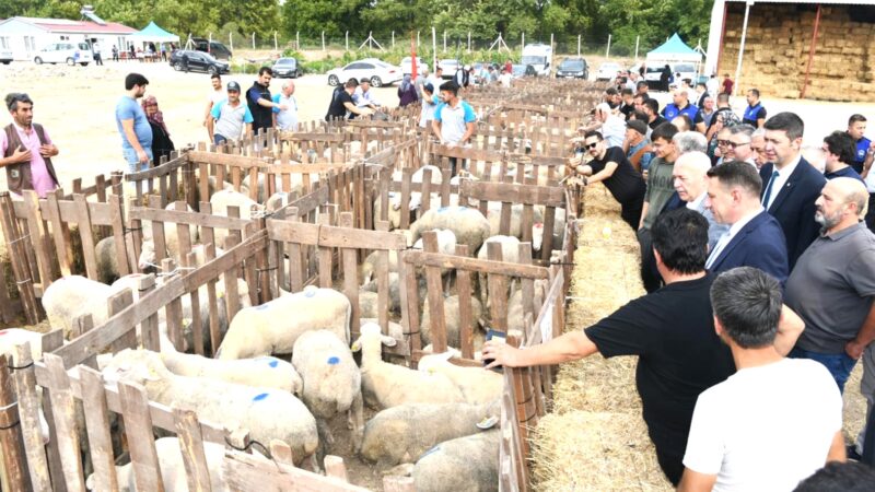 Balıkesir Büyükşehir Belediyesi “Koyunculuğu Geliştirme Projesi” kapsamında Dursunbey İlçesi’nde 50 üreticiye; 10 koyun 1 koç dağıtımı gerçekleştirdi.