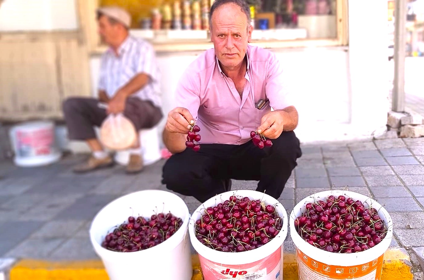 Türkiye’nin en kaliteli kirazı Dursunbey yaylasında yetişiyor.