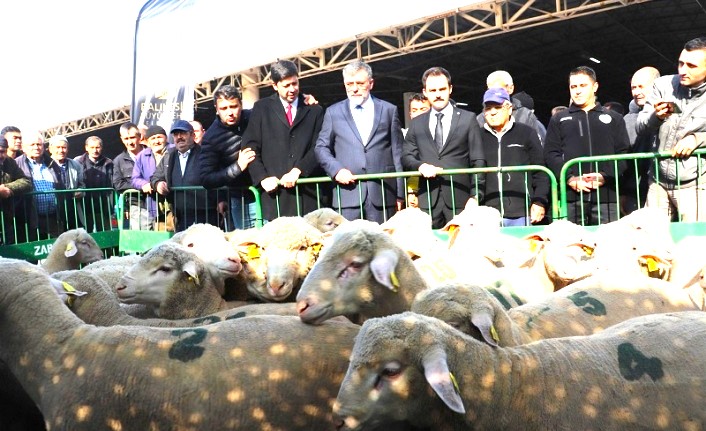 KEPSUT BELEDİYESİ DAMIZLIK KOYUN ÜRETİM ÇİFTLİĞİNİN HİBE DUYURUSU