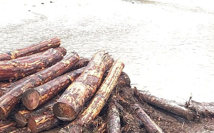 Dursunbey’de Skandal İhmal: Tomruk Deposu Dere Yatağına Kuruldu, Sel Metrelerce Tomruğu Götürdü